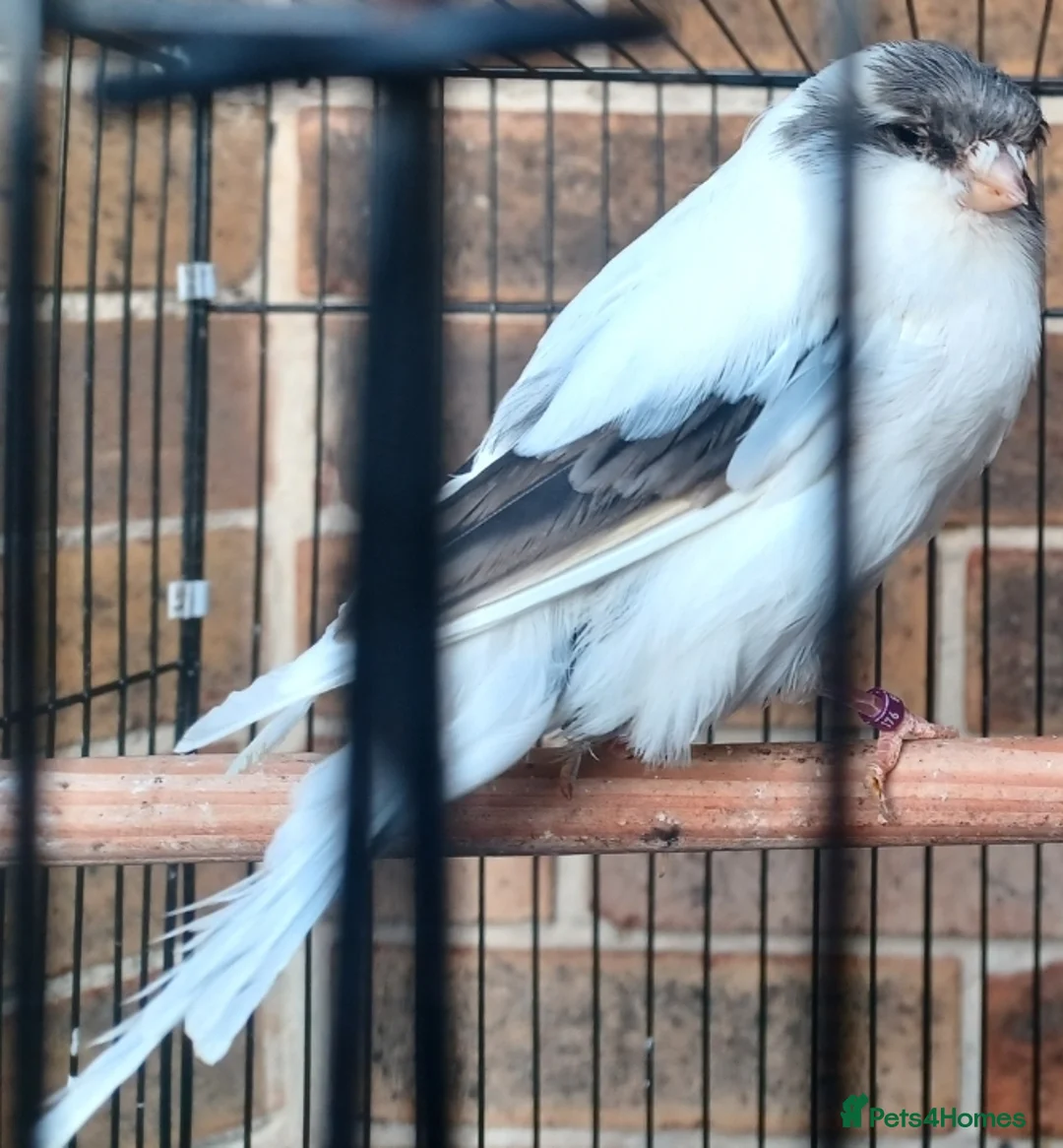 Canaries birds for sale: HARLEQUIN RED FACTOR PORTUGUESE CREASTED  - Advert 4