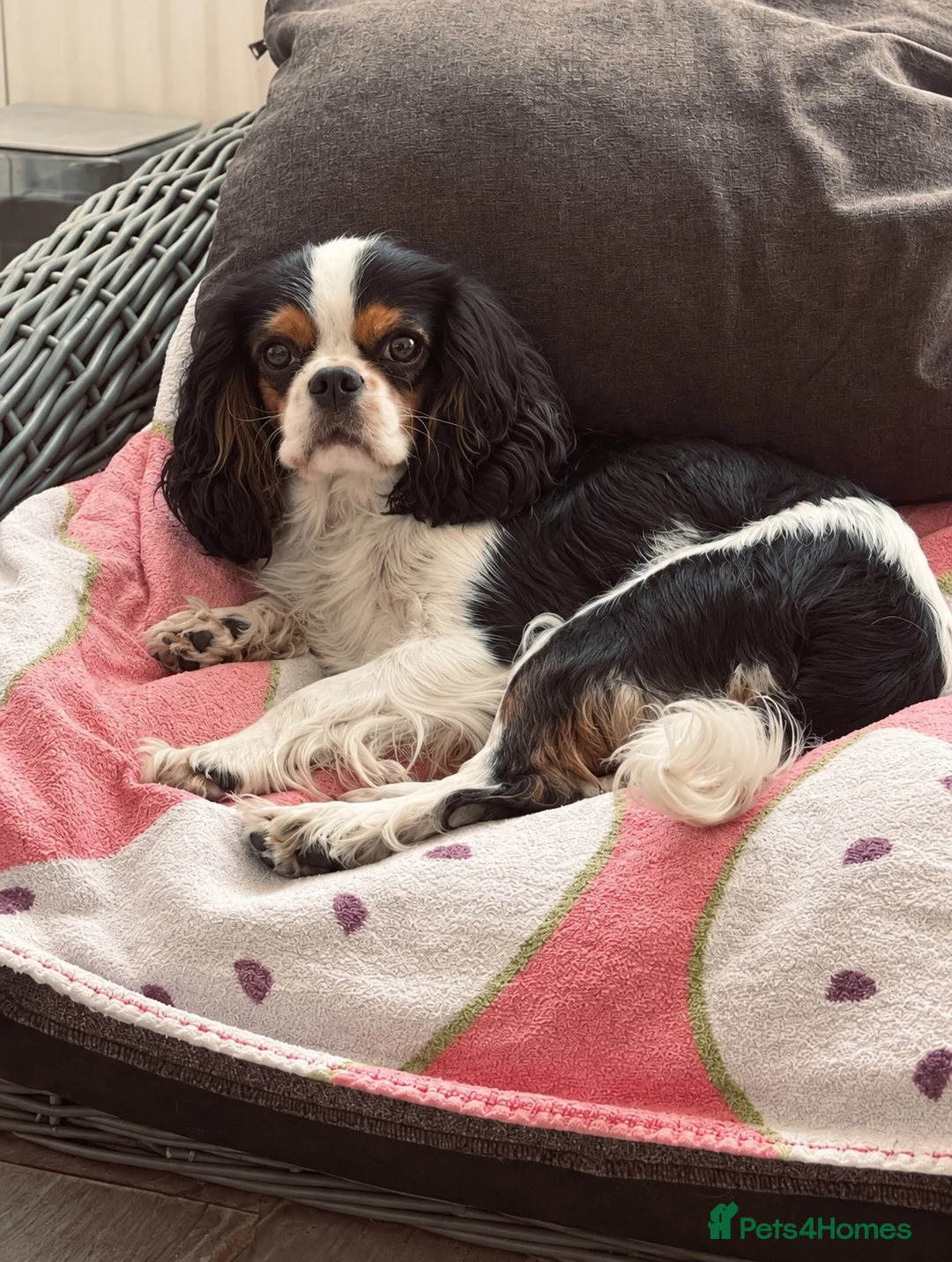 Cavapoo dogs for sale: F1 Cavapoos  - Advert 2