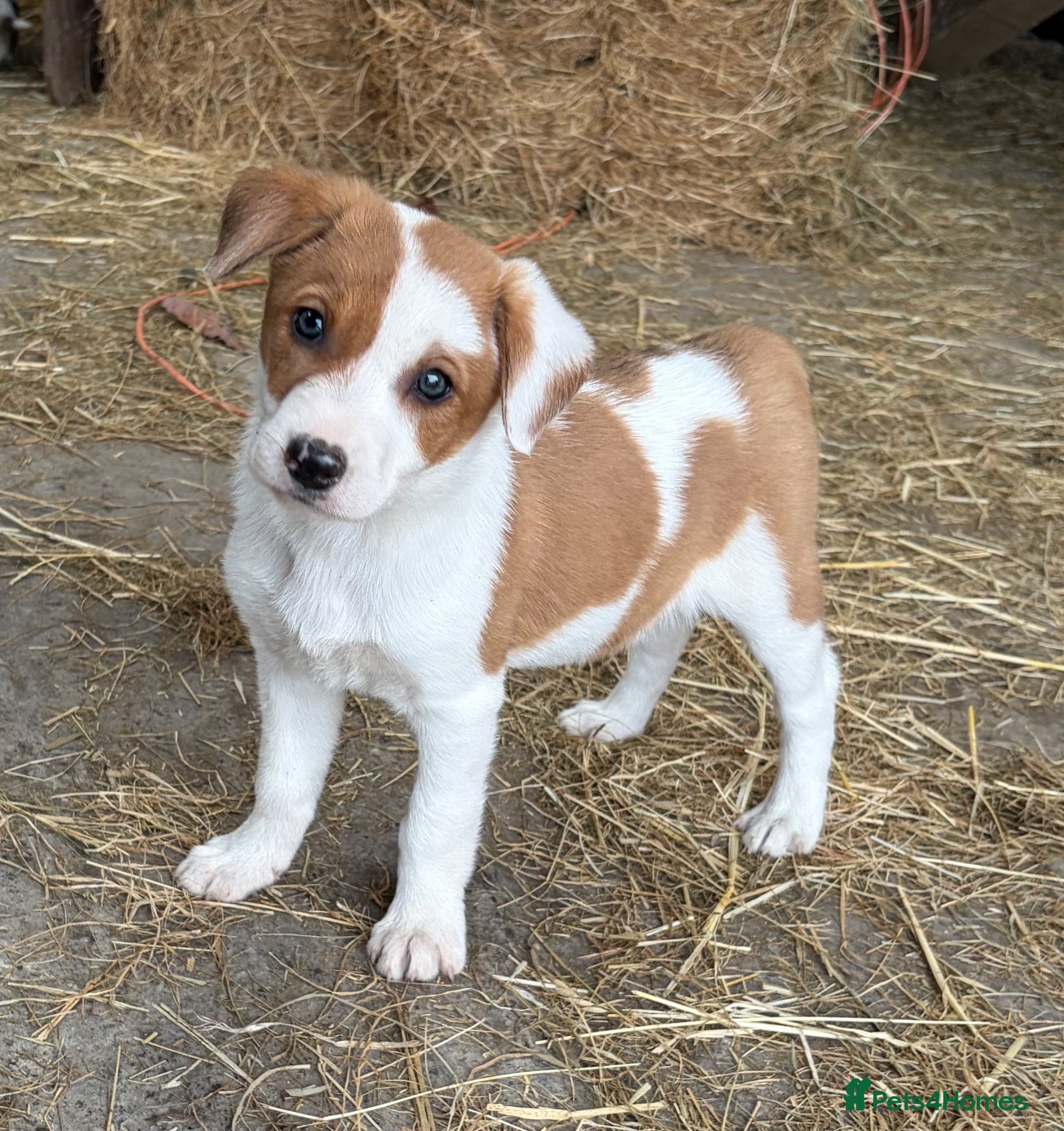 Mixed Breed dogs Gorgeous sheepdog puppies  - Advert 1