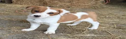 Mixed Breed dogs for sale: Gorgeous sheepdog puppies  - Advert 1