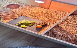 Tortoise reptiles for sale: Horsefield Tortoise and Set Up  - Image 5