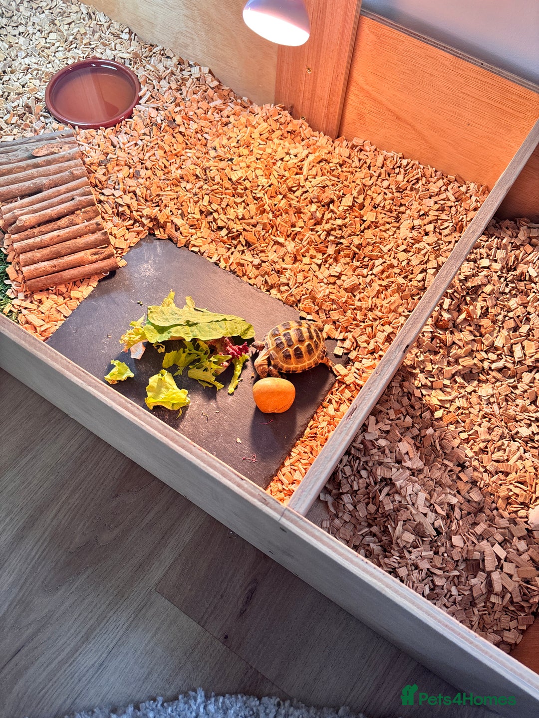 Tortoise reptiles for sale: Horsefield Tortoise and Set Up  - Image 5
