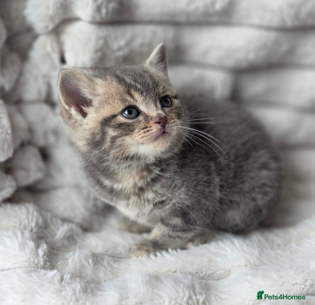 British Shorthair cats for sale: Gorgeous British Short-hair cross Kittens  - Image 14