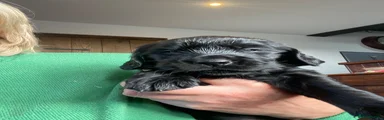Mixed Breed 3