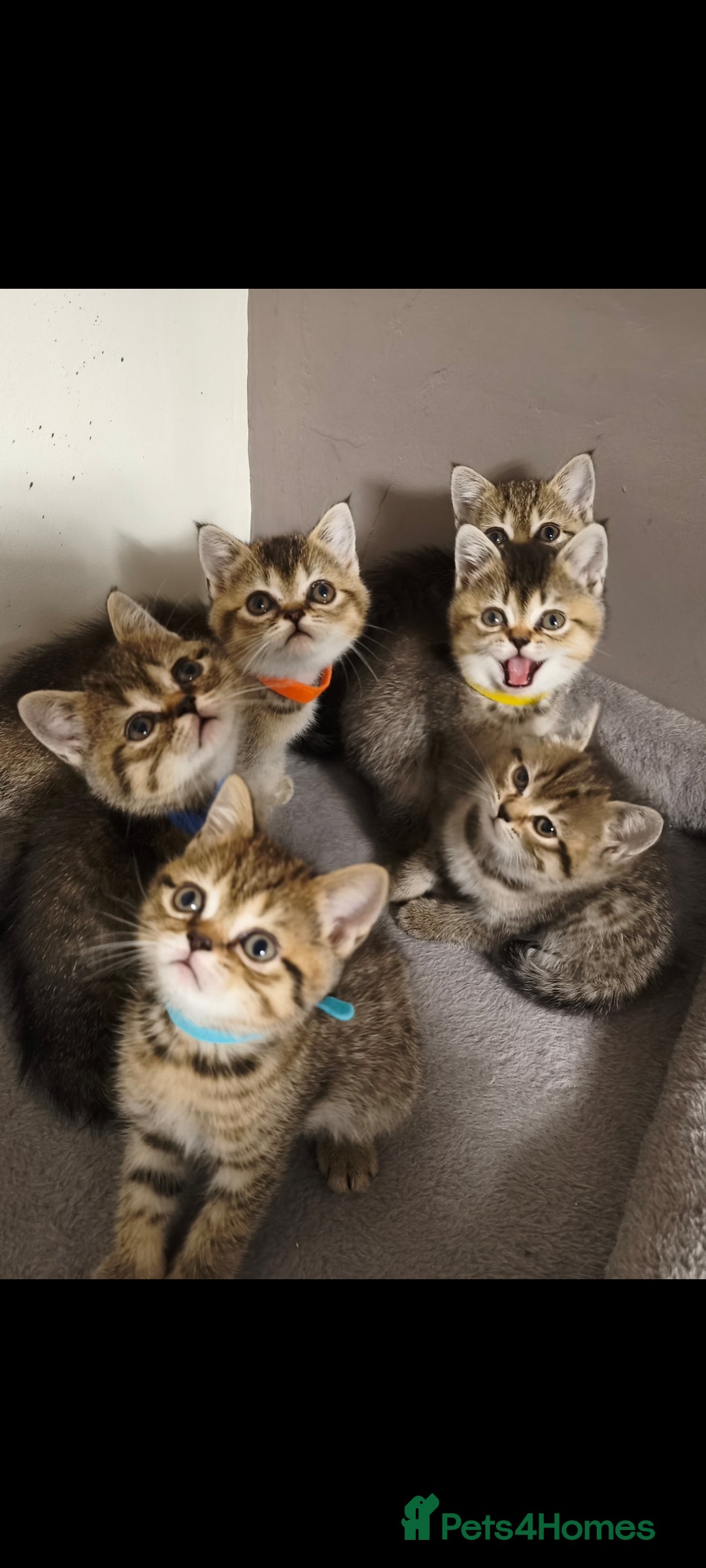 British Shorthair cats for sale: British Shorthair Kittens Full Pedigree Parents  - Advert 2