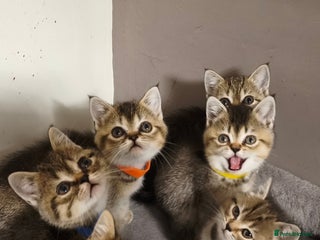 British Shorthair cats British Shorthair Kittens Full Pedigree Parents - Advert 1