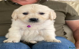 Golden Retriever dogs for sale: Fabulous golden retriever puppies  - Image 4