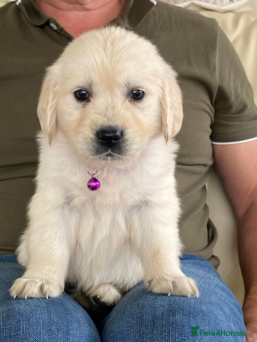Golden Retriever dogs for sale: Fabulous golden retriever puppies  - Image 4