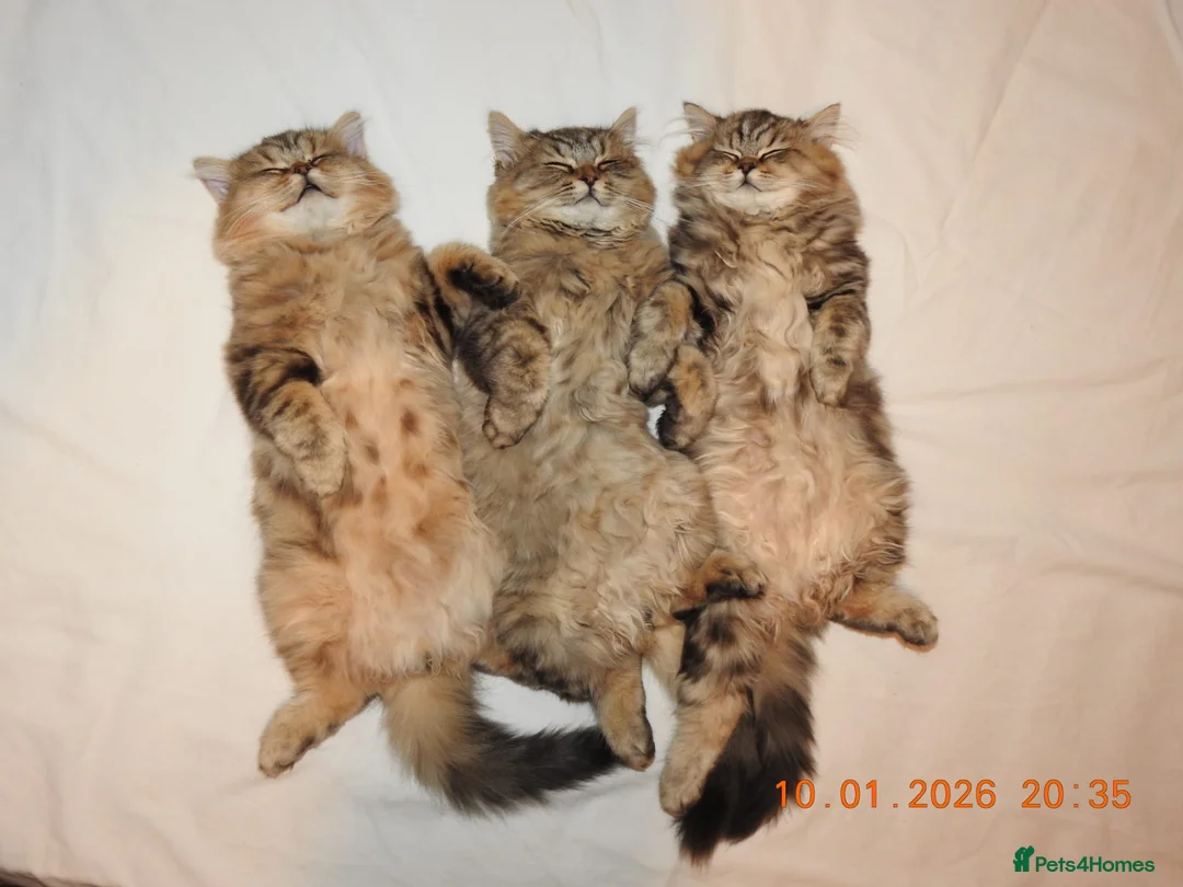 Mixed Breed cats for sale: 3 Persian & British Long hair kitten - Advert 6
