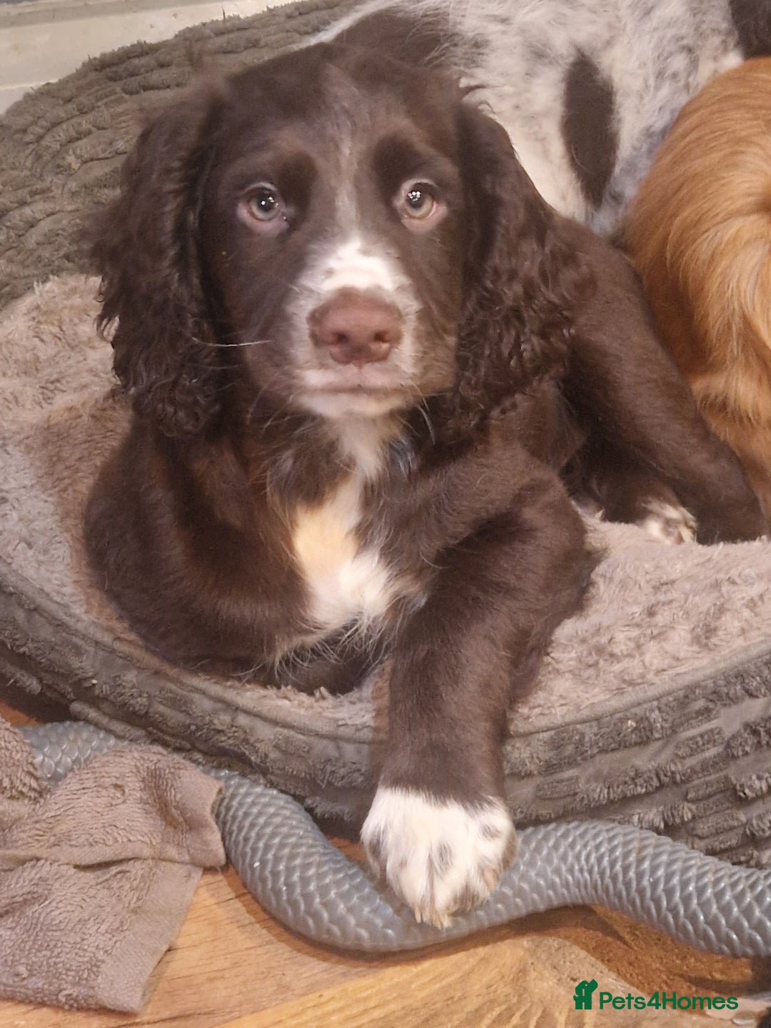 Cocker Spaniel dogs for sale: Last boy left !! working cocker spaniels - Advert 27