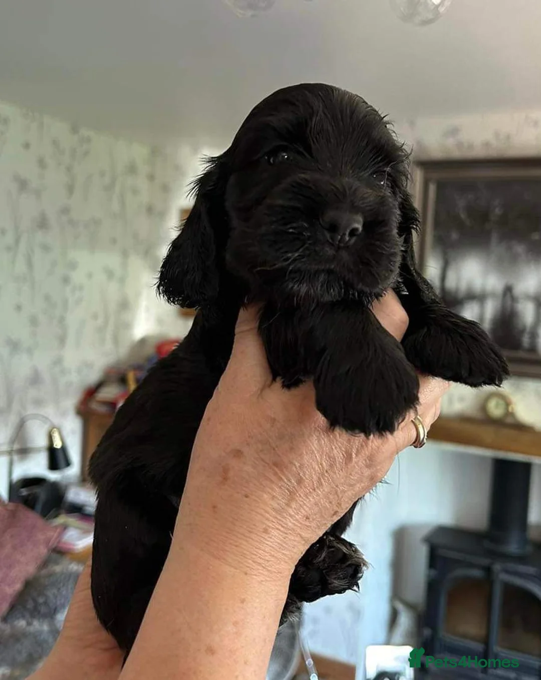 Cocker Spaniel dogs for stud: KC REG SHOW COCKER SPANIEL STUD in Gosport - Advert 17