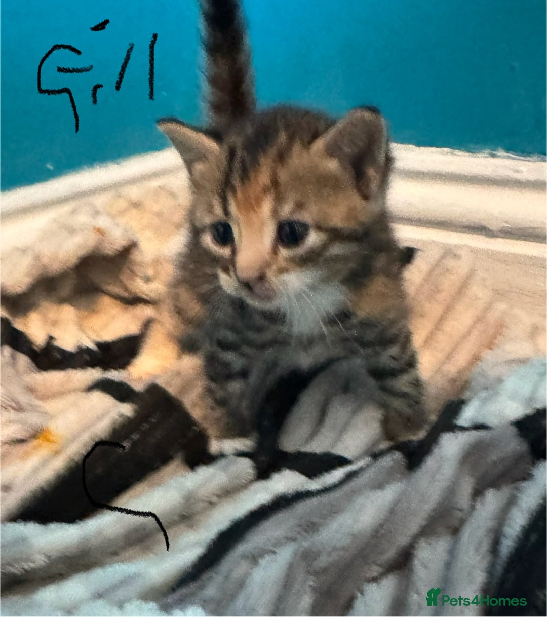Bengal cats for sale: Benign cross main  coon cross bengal  - Image 3