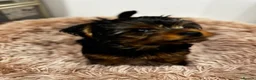 Yorkshire Terrier dogs for sale: ❣️Yorkie Boy 🐶 Ready Now Family Raised ❤️ - Advert 6