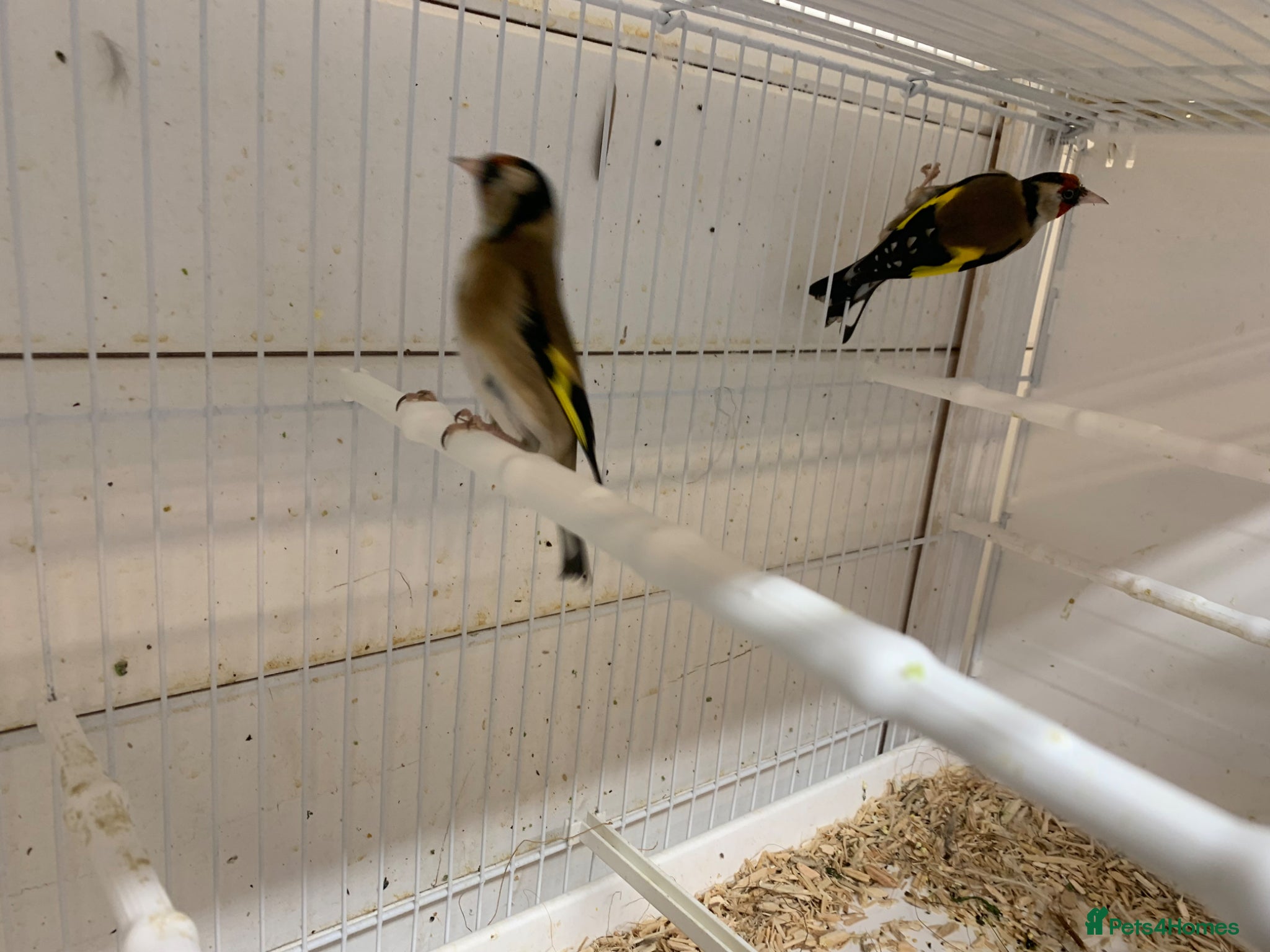 Finches birds Goldfinches - Advert 1