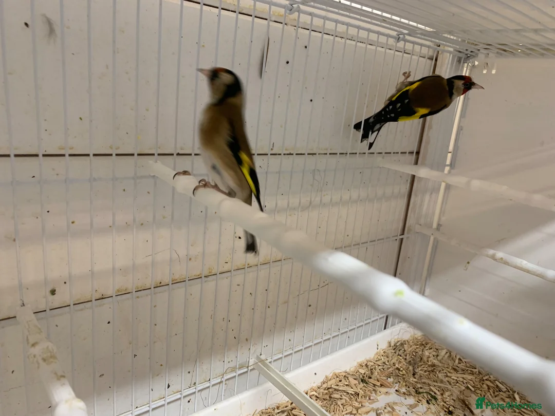 Finches birds for sale: Goldfinches - Advert 1