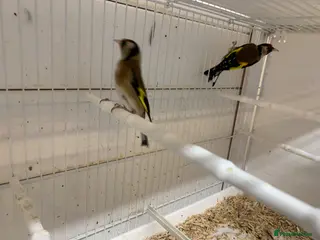 Finches birds Goldfinches - Advert 13