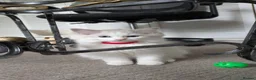 Ragdoll cats for sale: TICA Ragdoll Kittens – Bicolour & Lynx - Advert 16
