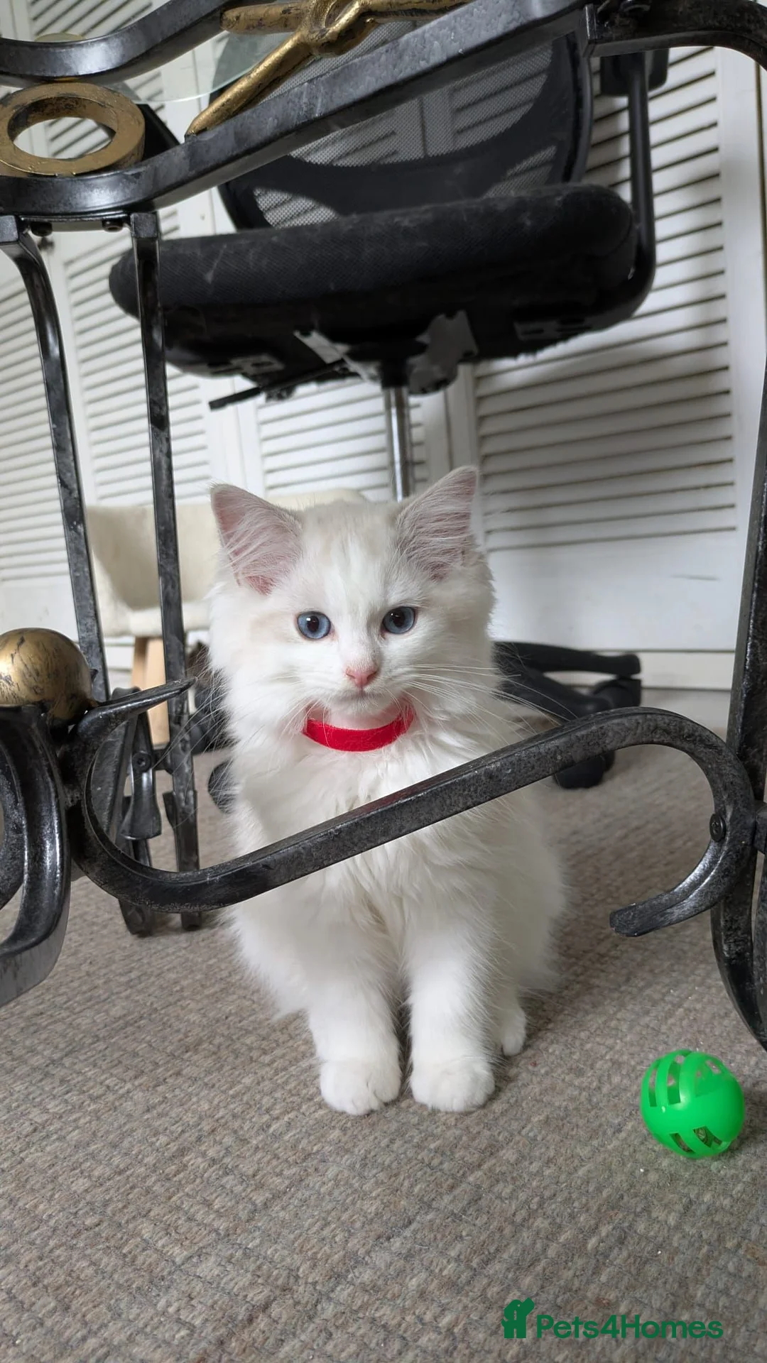 Ragdoll cats for sale: TICA Ragdoll Kittens – Bicolour & Lynx - Advert 16