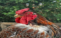 Chickens poultry for sale: Wyandotte Bantam rooster  - Image 3