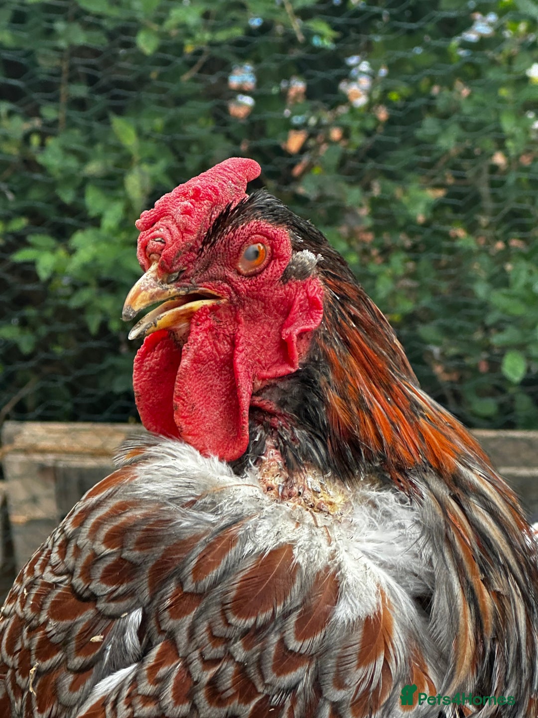 Chickens poultry for sale: Wyandotte Bantam rooster  - Image 3