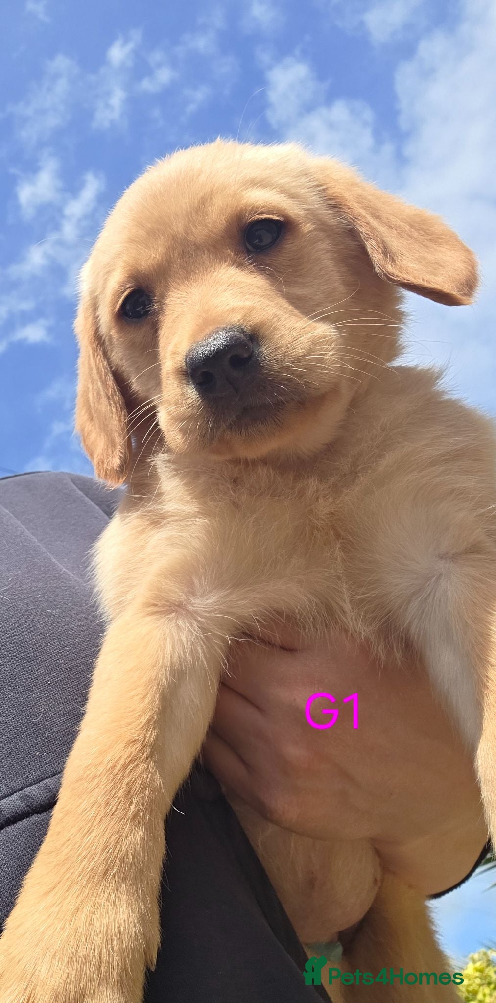 Goldador dogs Gorgeous Goldador Puppies  - Advert 1