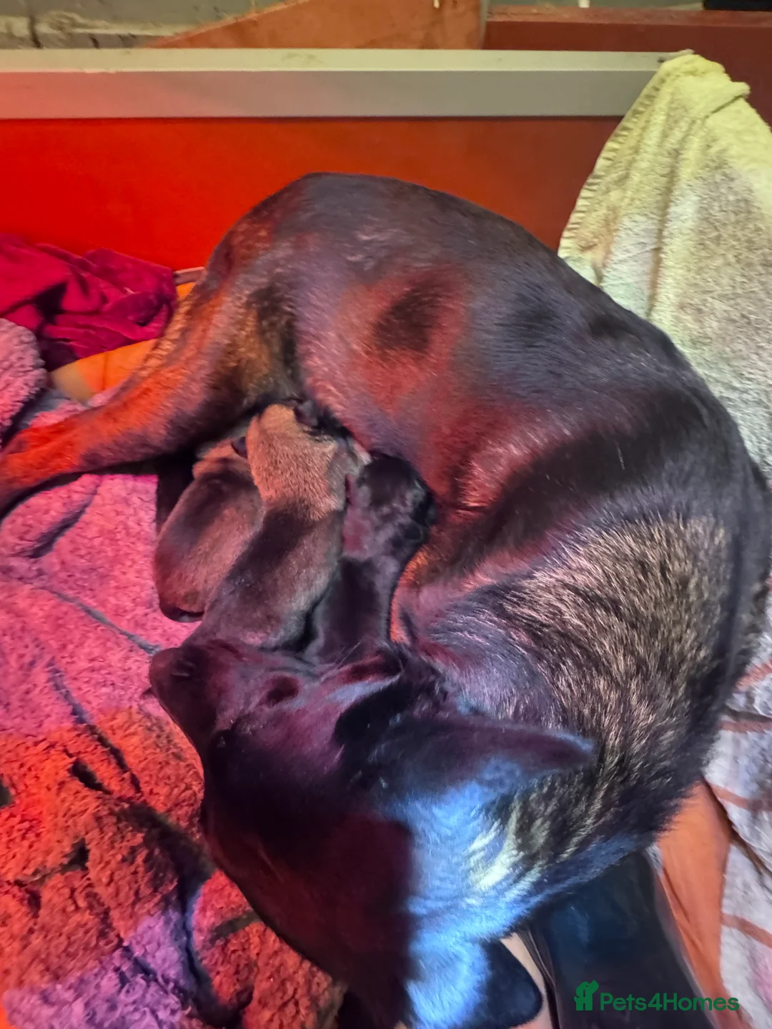 Belgian Shepherd Dog dogs for sale: Belgium Shepherd - Advert 14