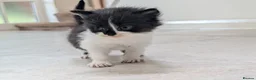 Mixed Breed cats for sale: Georgous Kittens Looking For A New Home - Advert 17