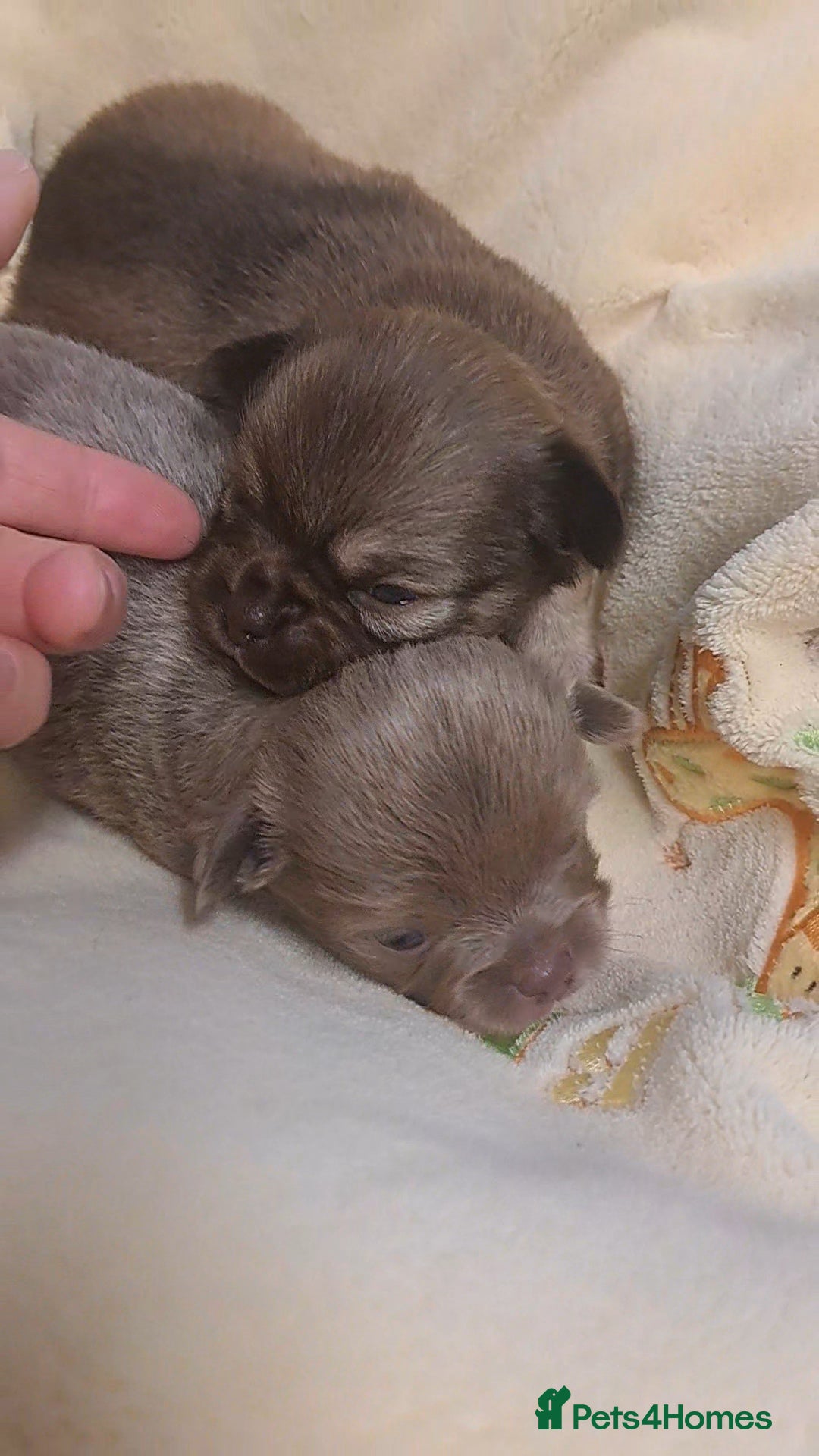 Chihuahua dogs for sale: Long Coat Chihuahua Puppies for Sale - Advert 1