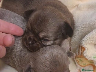 Chihuahua dogs Long Coat Chihuahua Puppies for Sale - Advert 2