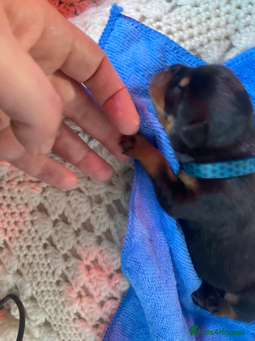 Rottweiler dogs for sale: Hulk and Ruby Rottweiler puppies  - Image 11