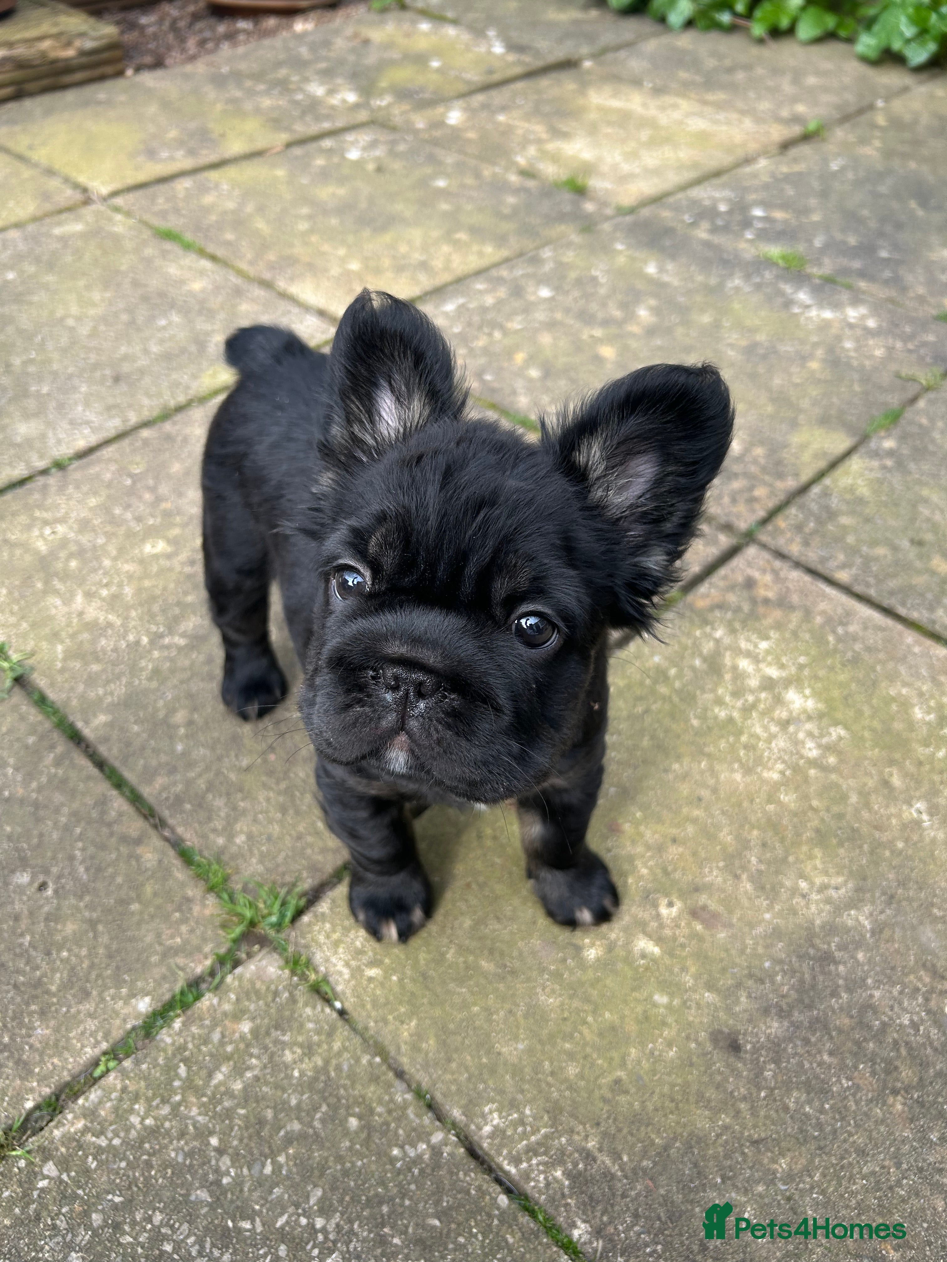 French Bulldog dogs READY NOW,beautiful black fluffy French bulldog  - Advert 11