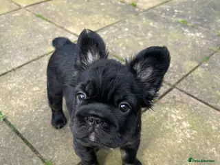 French Bulldog dogs READY NOW,beautiful black fluffy French bulldog - Advert 11
