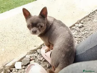 Chihuahua dogs KC reg-Health tested-PROVEN - Advert 9