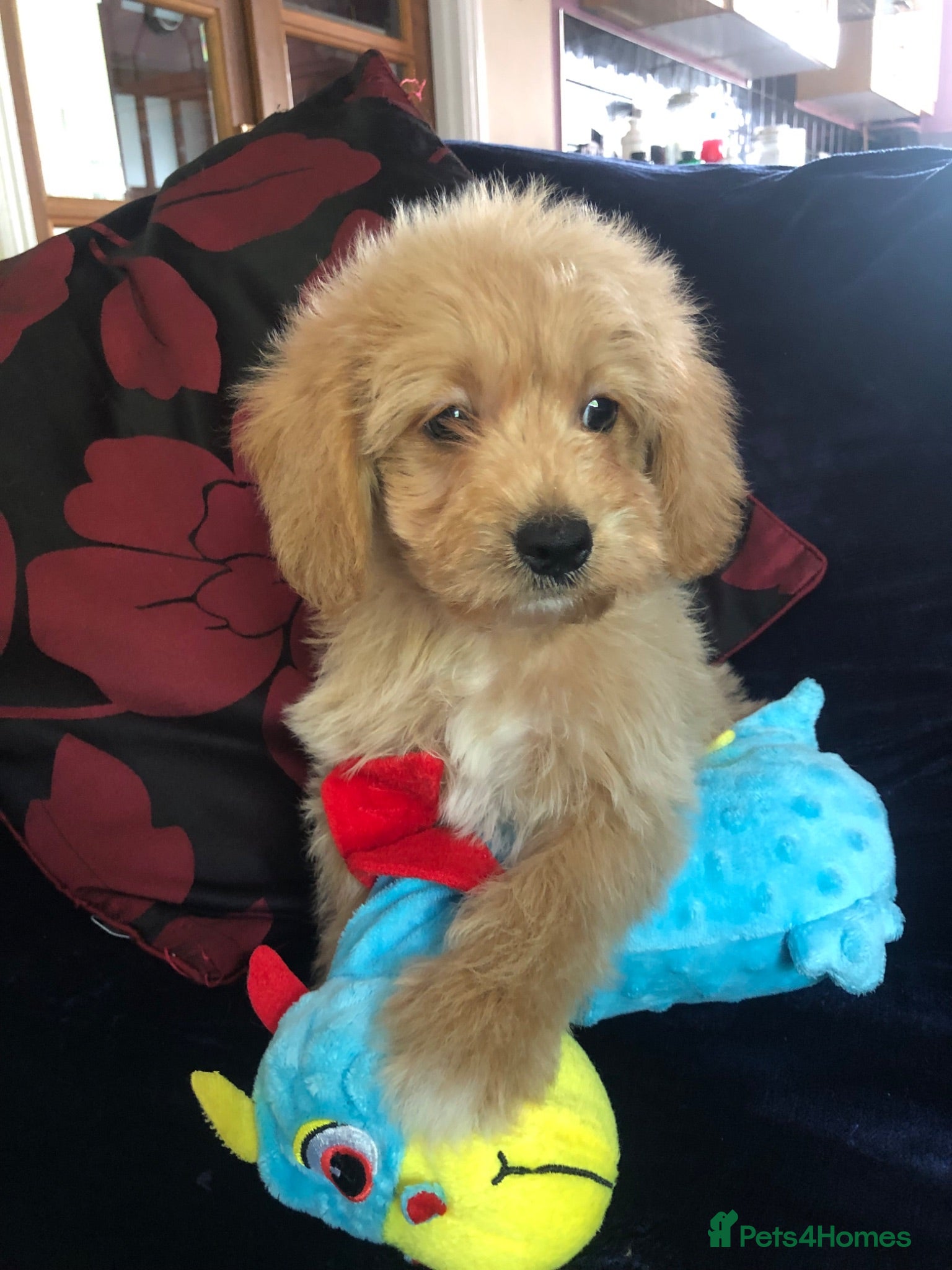 Mixed Breed dogs shihpoo x maltese puppies for sale - Advert 1