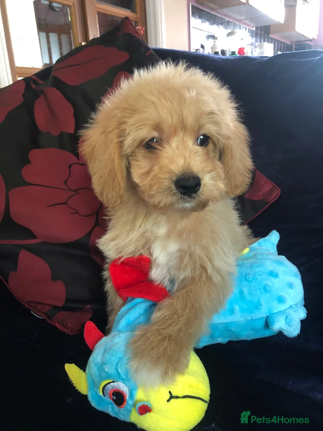 Mixed Breed dogs for sale: shihpoo x maltese puppies for sale - Advert 1