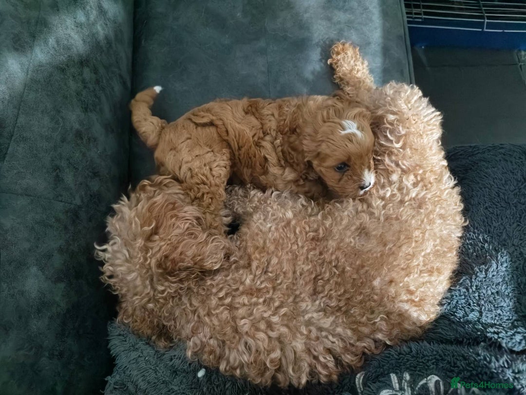 Cavapoo dogs for sale: Beautiful F1 Cavapoo girl  - Advert 3