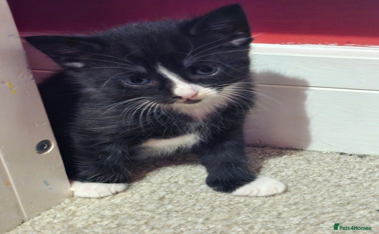 Mixed Breed cats - Advert 6