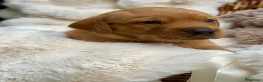 Labrador Retriever Red