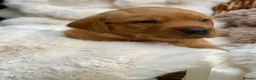 Labrador Retriever dogs for sale: Fox Red KC Registered Labrador Puppies🐾 in London - Advert 19