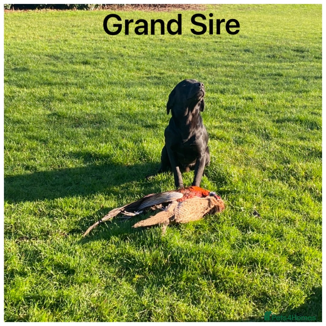 Labrador Retriever dogs for sale: Stunning KC pups,health tested parents&great lines - Advert 15