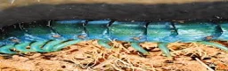 Mixed Breed invertebrates for sale: Blue Centipede, Pygmy Scorpion, Big Tooth Spider - Advert 3