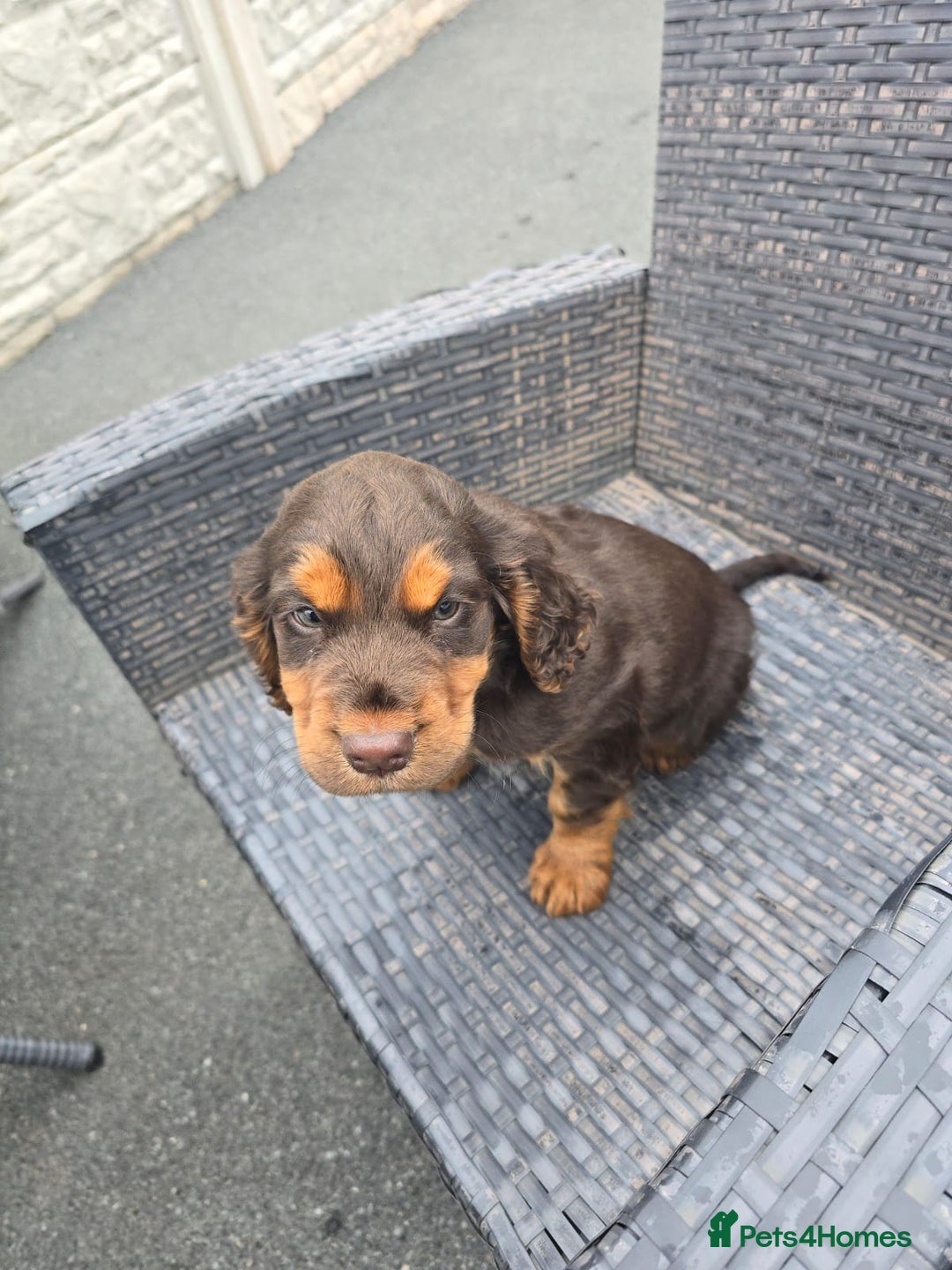 Cocker Spaniel dogs for sale: Chocolate and tan cocker spaniel poppy - Advert 4