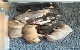 Mixed Breed dogs for sale: French billhuahua - Image 7