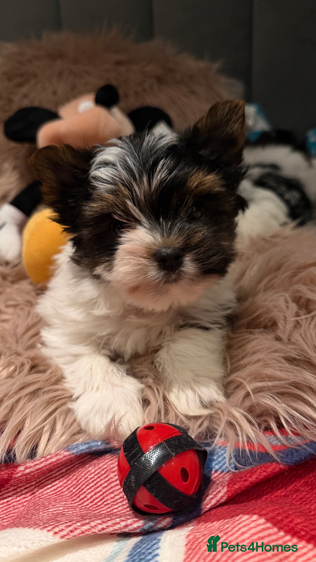 Biewer Terrier dogs for sale: Beautiful boys Biewer ready now  - Advert 1