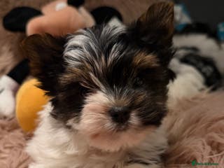 Biewer Terrier dogs Beautiful boys Biewer ready now - Advert 12