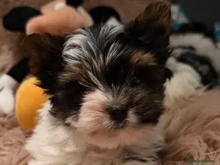 Biewer Terrier dogs Beautiful boys Biewer ready now - Advert 2