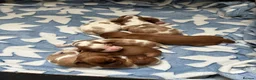 Cavalier King Charles Spaniel dogs for sale: 6 SWEET LITTLE BEAUTIES 2 boys 4 girls  - Advert 34