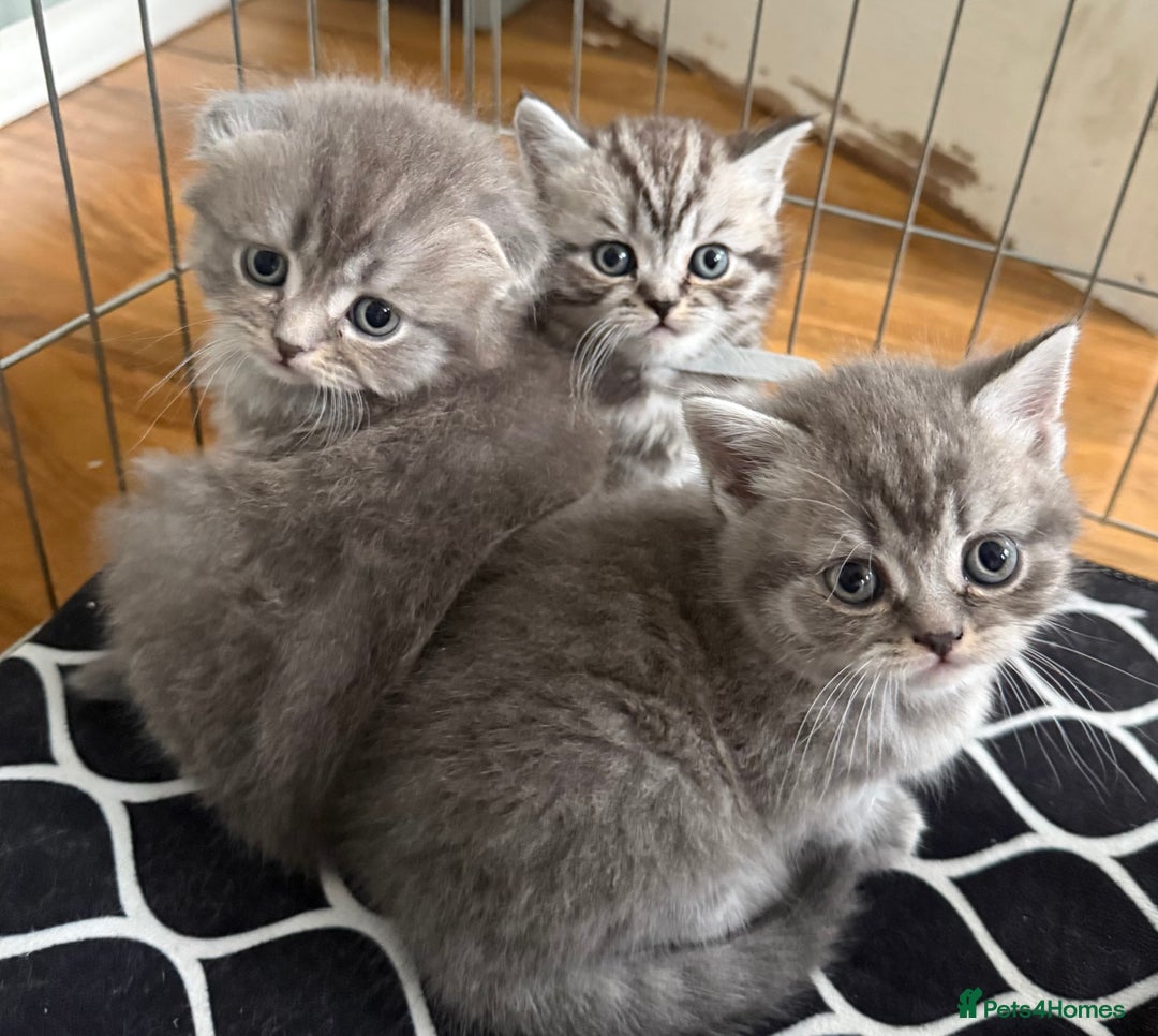 Scottish Fold cats for sale: Scottish fold kittens  - Image 29