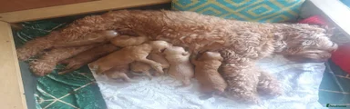 Cockapoo 9