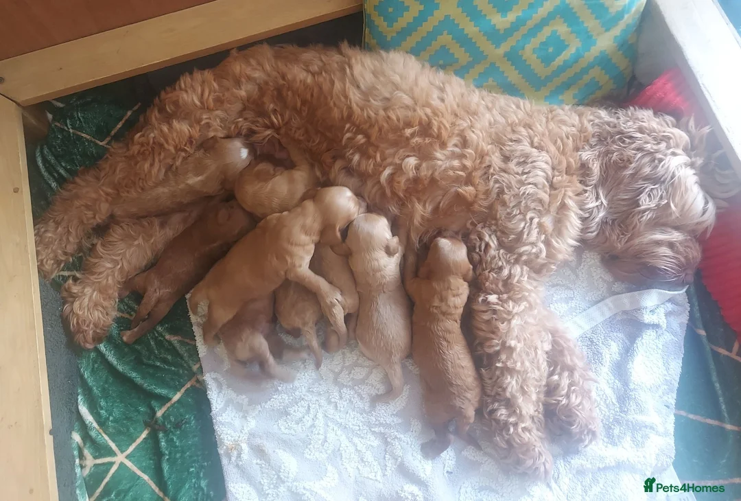 Cockapoo dogs for sale: DNA clear fox red F1b Cockapoos - Advert 1